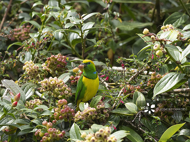 金色眉绿雀图片素材