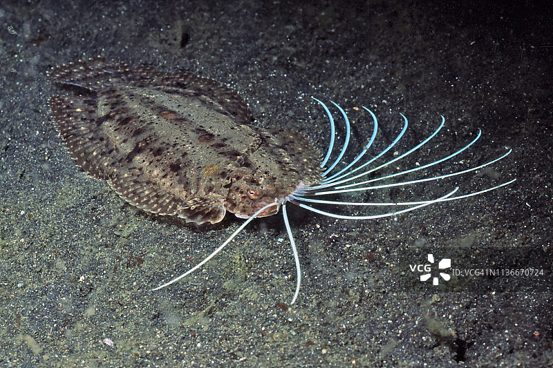 背鳍展开的澳洲尖吻鲈图片素材