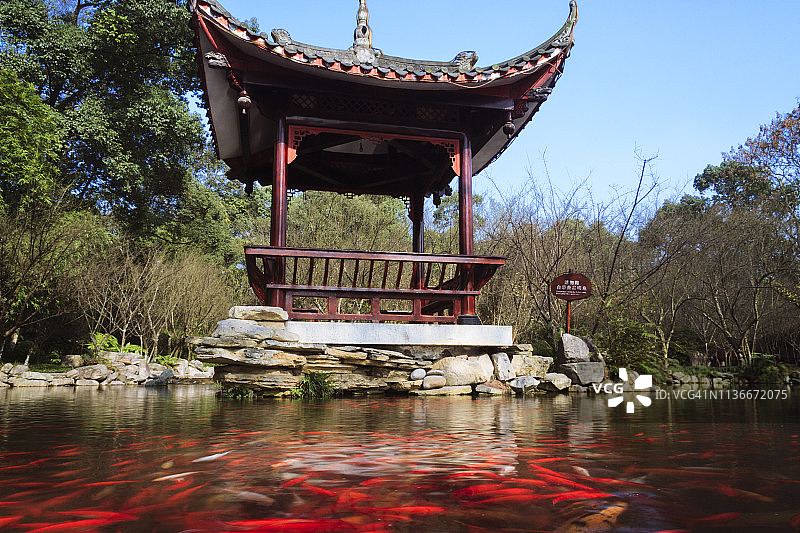 红鲤鱼池塘与中式凉亭图片素材