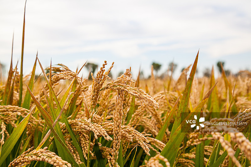 辽宁盘锦稻田稻穗特写图片素材