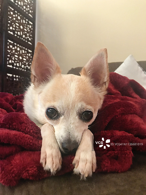 躺在红色毯子上的吉娃娃图片素材