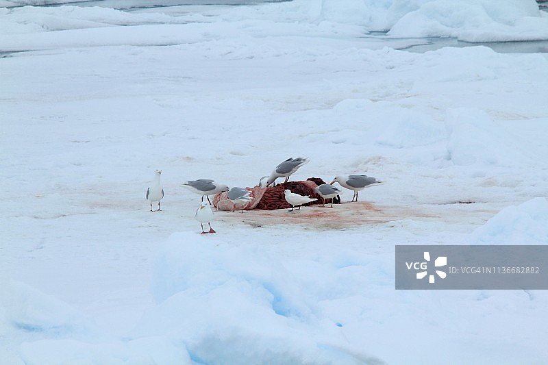 海鸥觅食图片素材