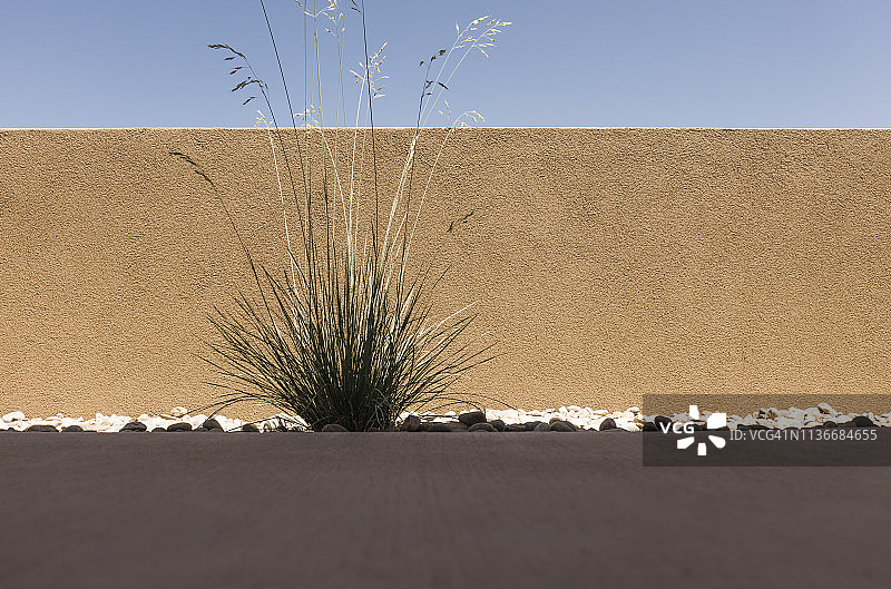 土坯墙上的观赏草图片素材