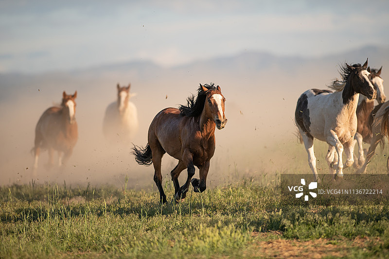 奔跑的野马图片素材