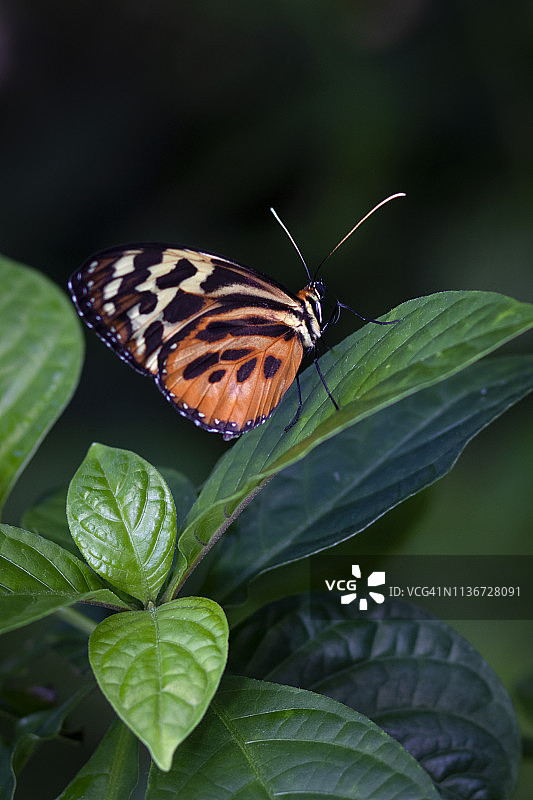 橙黑色蝴蝶特写图片素材