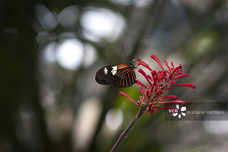 黑色、白色和红色蝴蝶与粉色花朵图片素材