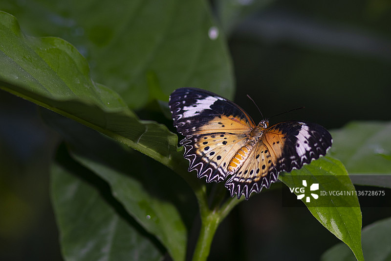 绿叶上大蝴蝶的特写图片素材