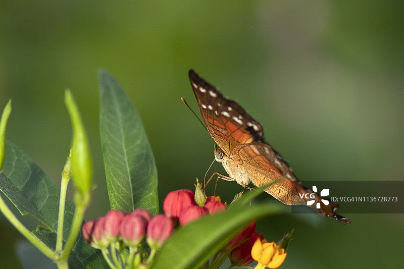 美丽的橙色和棕色蝴蝶与红色花朵图片素材