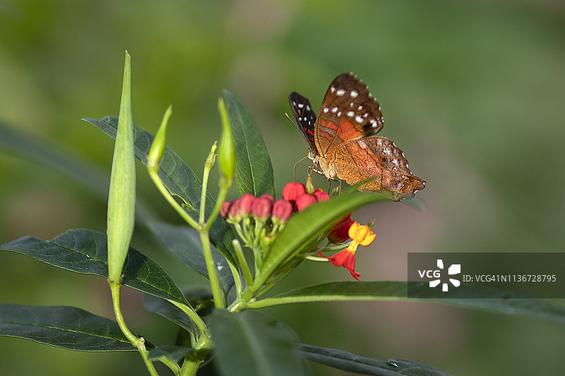 美丽的橙色和棕色蝴蝶与红色花朵图片素材