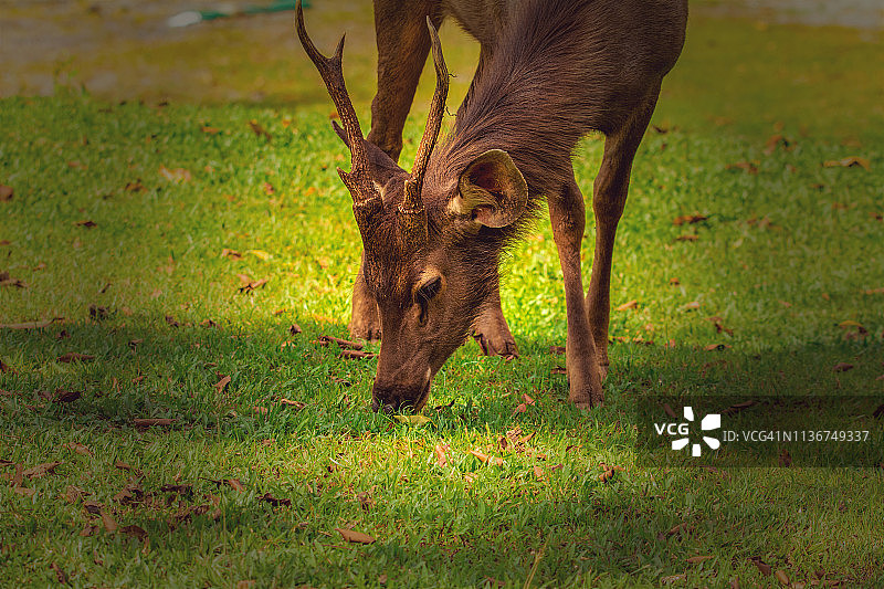 小鹿进食图片素材