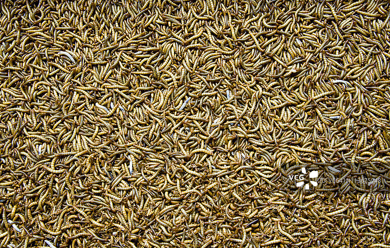 黄粉虫图片素材