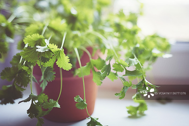 明亮光线下窗边的新鲜绿色香菜图片素材