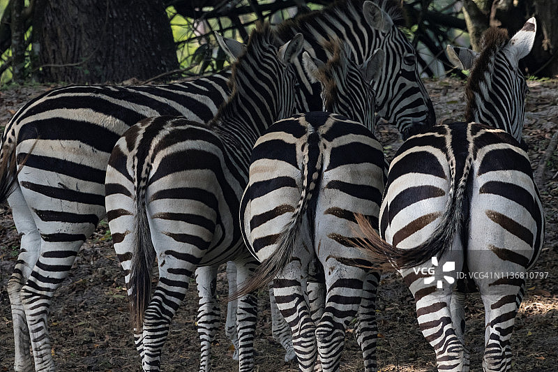 斑马条纹臀部图片素材