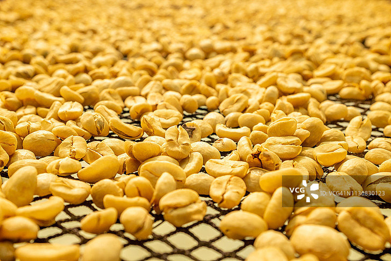 玻利维亚科罗伊科有机咖啡豆晒干过程图片素材