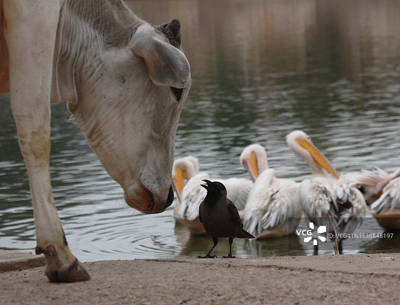 普什卡湖畔的乌鸦、牛和鹈鹕图片素材