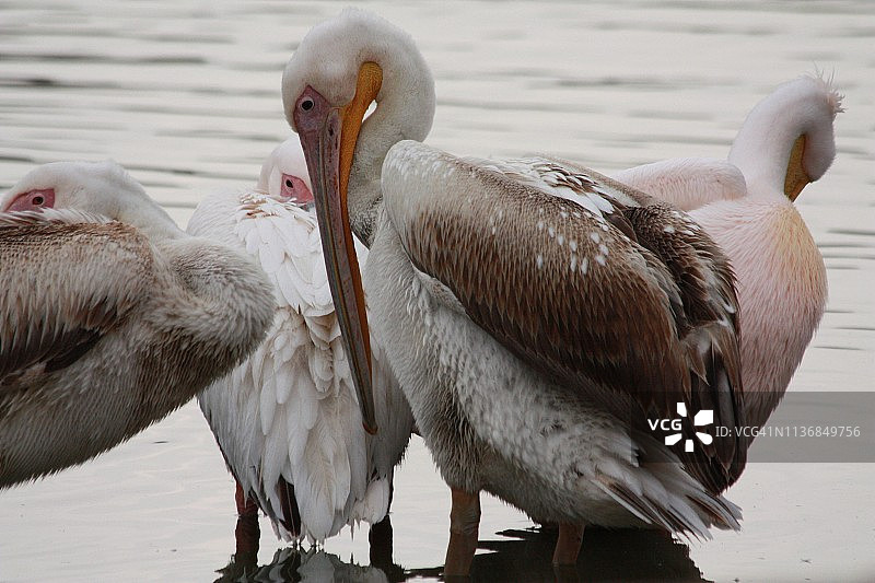 普什卡湖中梳理羽毛的鹈鹕图片素材