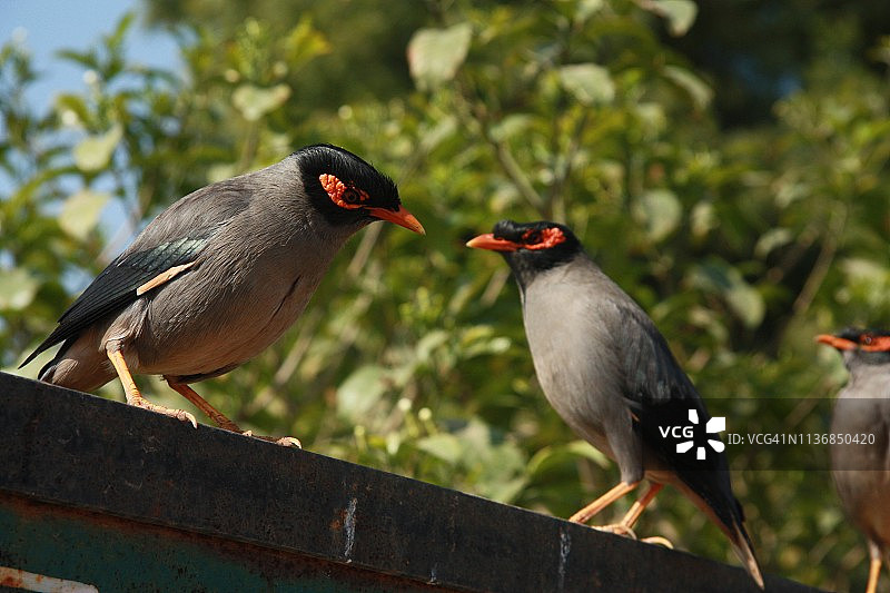 在昌德巴奥里水井的印度八哥图片素材