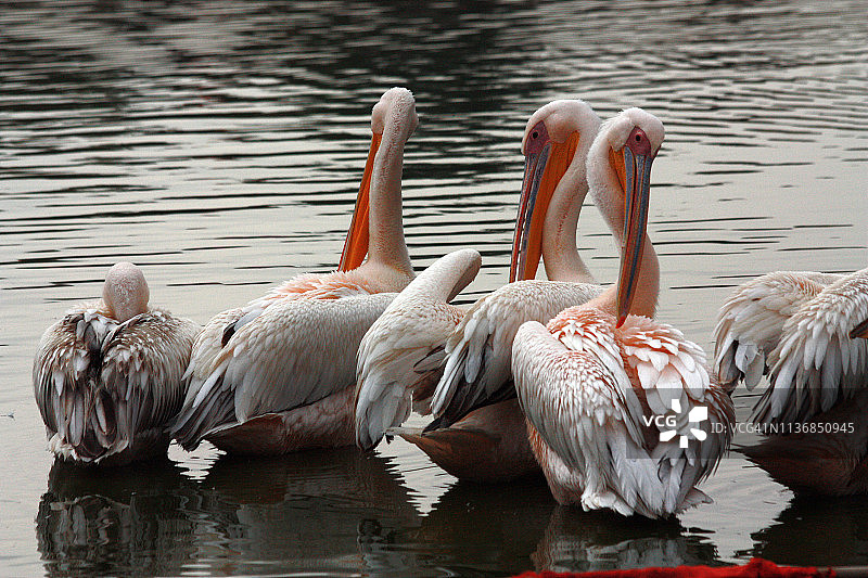 普什卡湖中梳理羽毛的鹈鹕图片素材