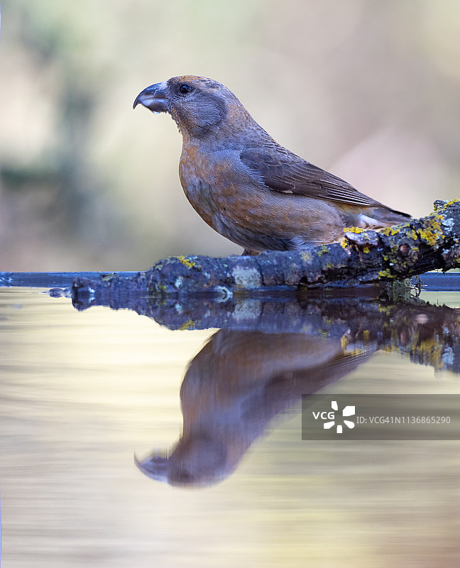 雌性红交嘴雀特写，站在被水环绕的树枝上图片素材