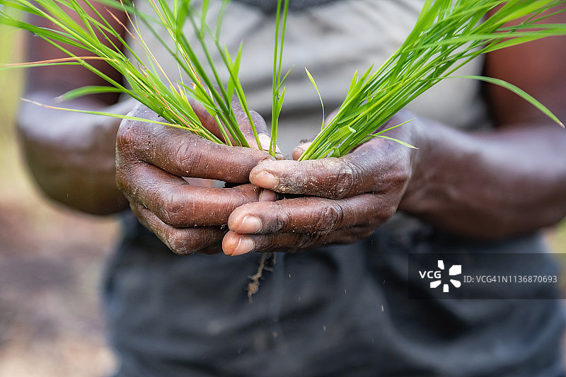 手持稻穗的非洲女人图片素材
