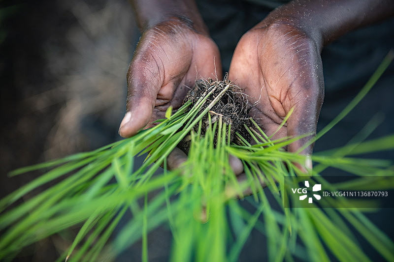 手持稻穗的非洲女人图片素材