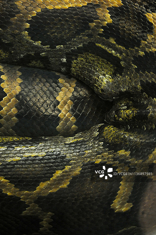 缅甸蟒图片素材