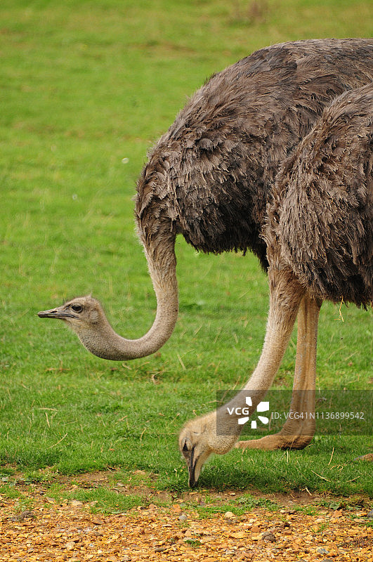 一对鸵鸟图片素材