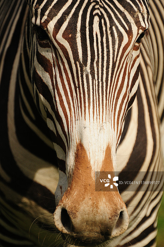 细纹斑马图片素材