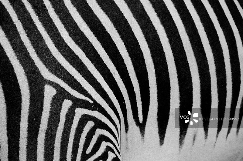 细纹斑马皮图片素材