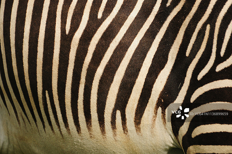 细纹斑马皮图片素材