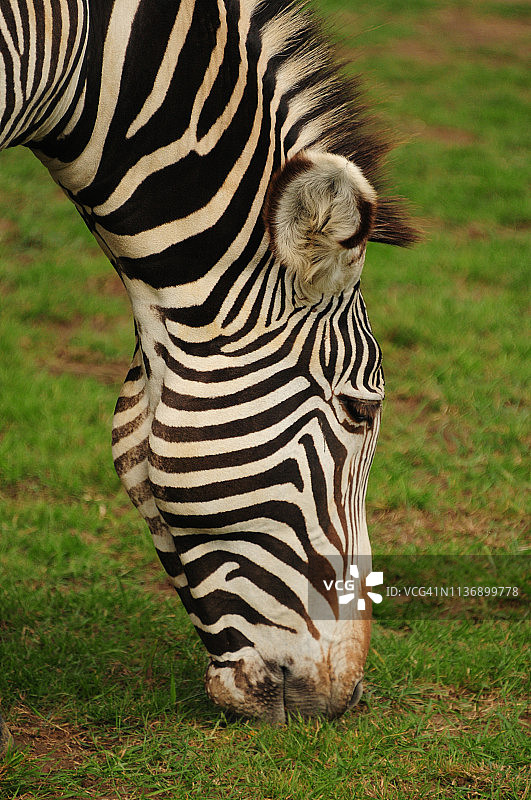 格雷威氏斑马图片素材