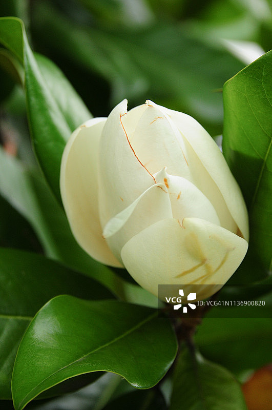 南方木兰图片素材