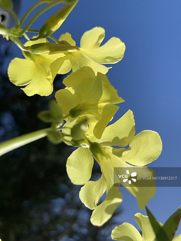 百慕大毛茛花和蓝天图片素材
