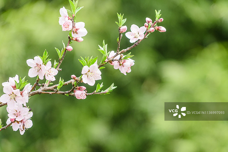 树枝上盛开的桃花特写图片素材