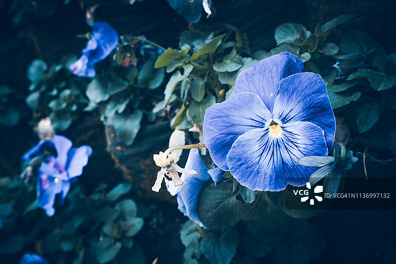 户外盛开的紫色牵牛花图片素材