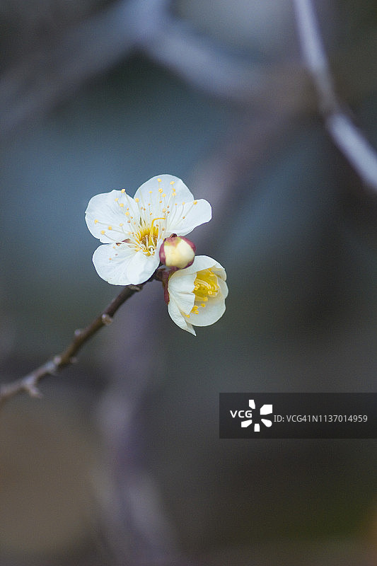 白色梅花图片素材