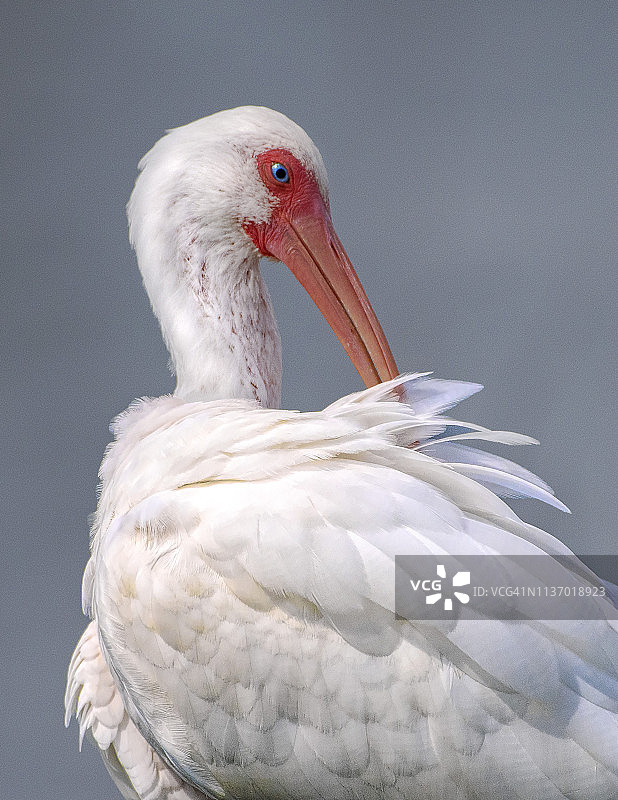 白色美洲白鹮梳理羽毛图片素材