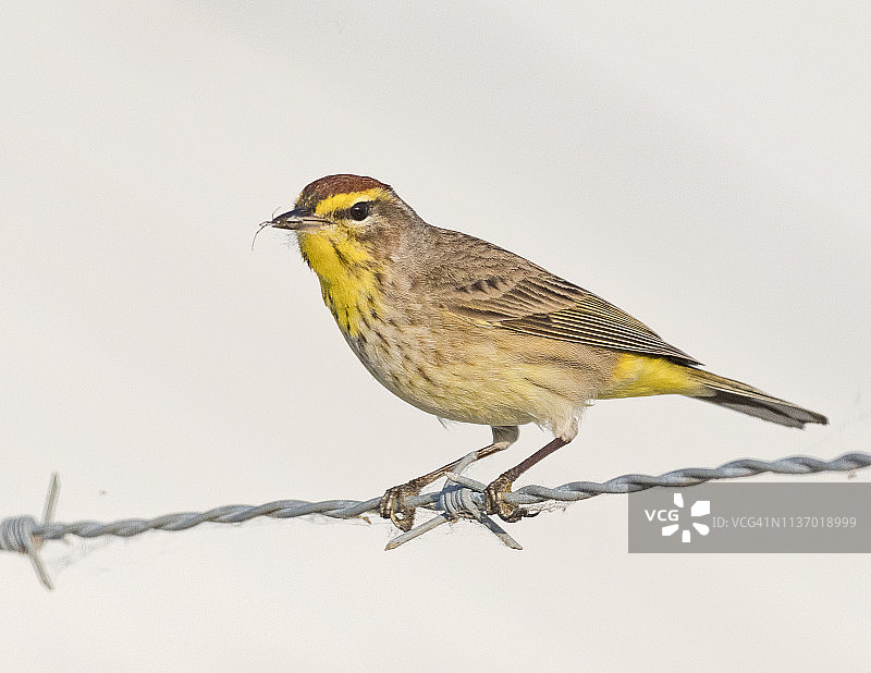 棕榈莺图片素材