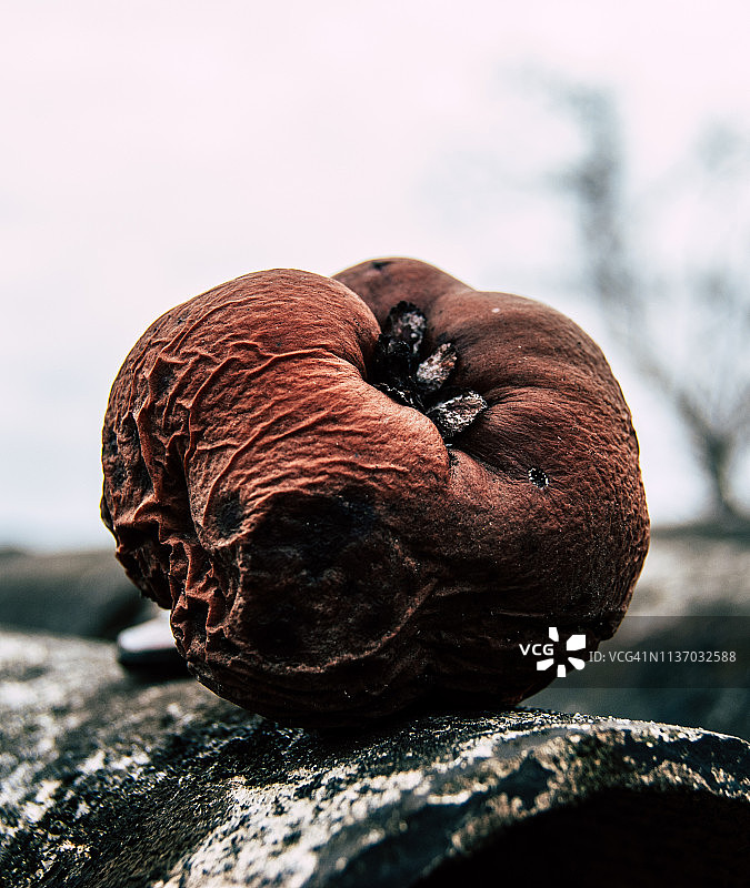 腐烂的苹果图片素材