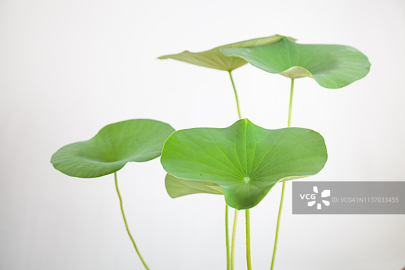 白色背景上的睡莲图片素材