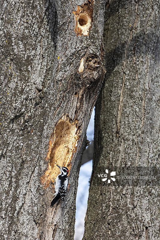 雄性毛冠啄木鸟在树上啄洞图片素材