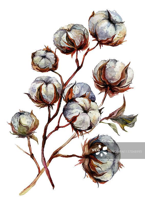 水彩棉花植物图片素材
