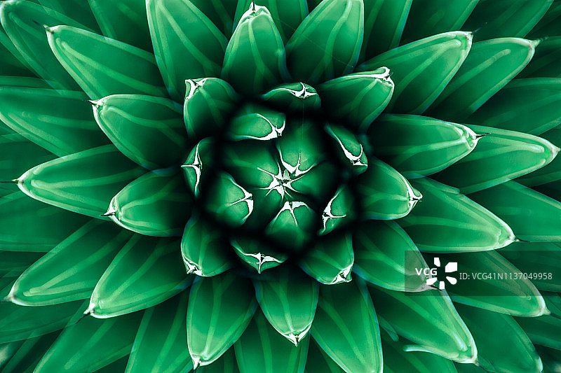 绿色仙人掌叶子特写图片素材