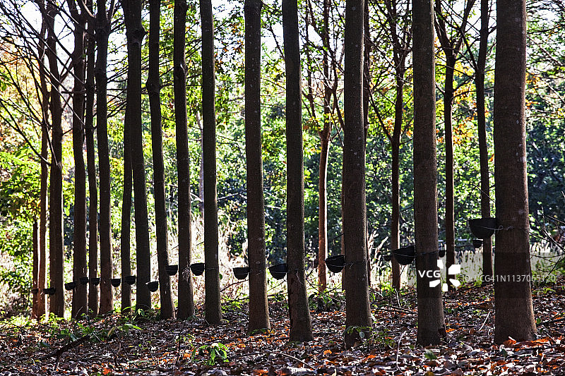 柬埔寨拉塔纳基里省邦隆橡胶种植园图片素材