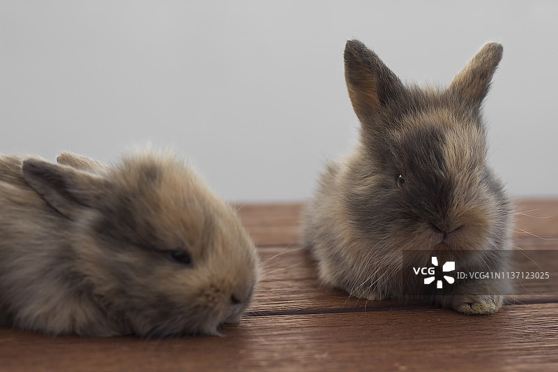 两只兔子图片素材