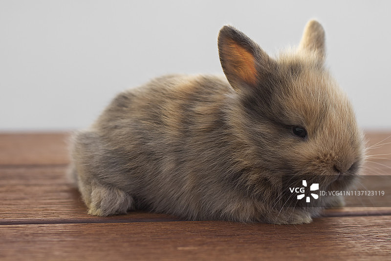 小兔子图片素材