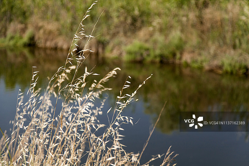河边生长的植物图片素材