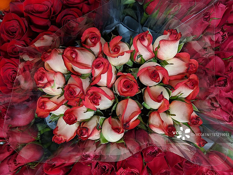 彩色玫瑰花图片素材