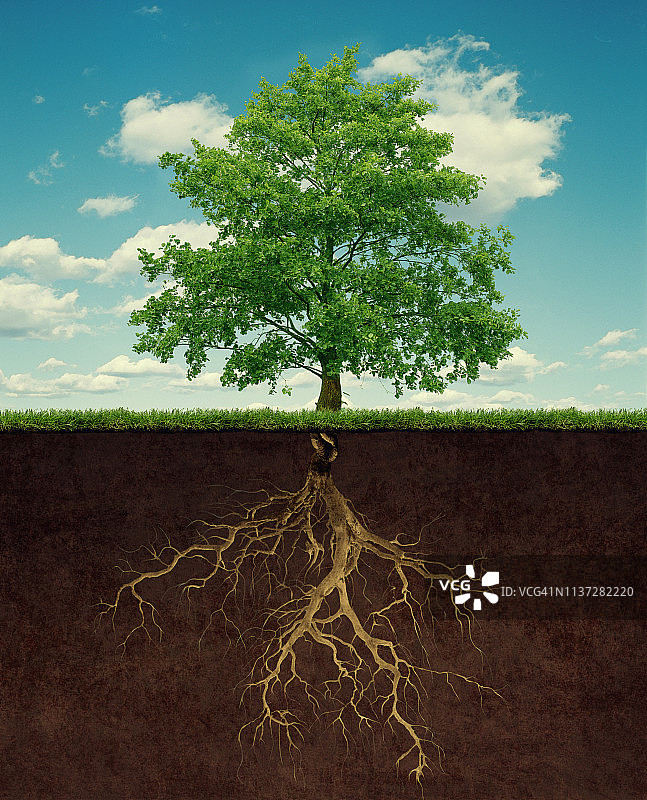 树根图片素材
