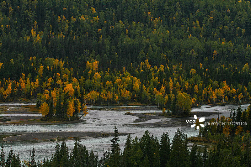 中国新疆喀纳斯秋季森林图片素材
